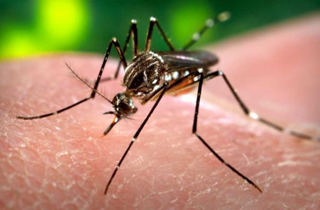síntomas del virus del Zika