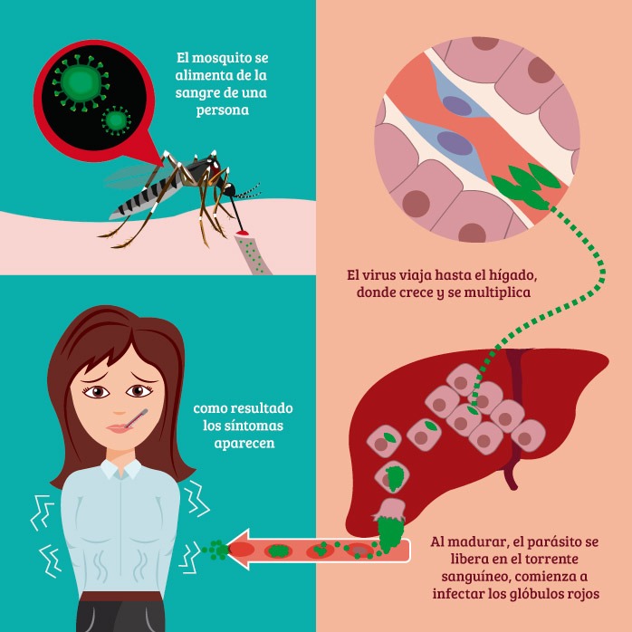 Malaria: cómo se propaga la malaria