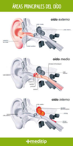 Partes principales del oído