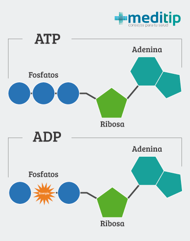 ATP y ADP