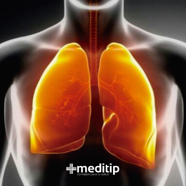 Pulmones: ilustración de los pulmones