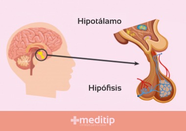 Hipotálamo e hipófisis