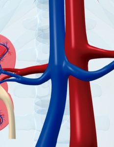 Circulación renal: flujo sanguíneo renal