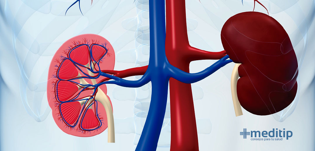 Circulación renal: flujo sanguíneo renal