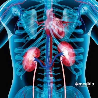 Circulación renal: la conexión entre los riñones y el corazón