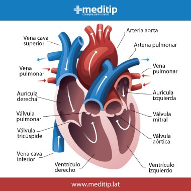 Sistema circulatorio: cámaras del corazón