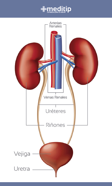 Los riñones: sistema urinario
