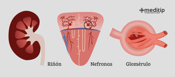 Circulación renal: riñones, nefronas y glomérulos