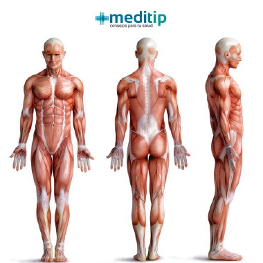 Músculos del sistema muscular