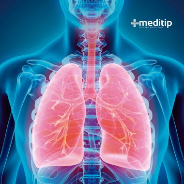 Pulmones: pulmones y su función
