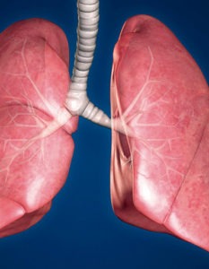 Pulmones