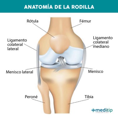 Causas del dolor de rodilla: anatomía de rodilla