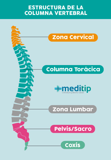 causas del dolor de espalda: estructura de la columna vertebral