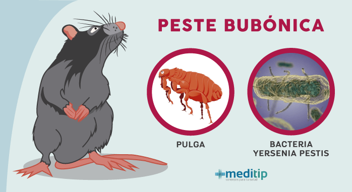 La peste bubónica: ¿causada por ratas o humanos? - Meditip