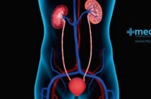 El sistema urinario: anatomía y función de la orina