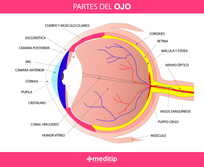 Cómo funciona el ojo: estructura del ojo humano, partes del ojo