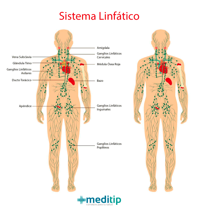 Sistema Linfático Drenaje LinfÃ¡tico De Abdomen Linfatico Facial