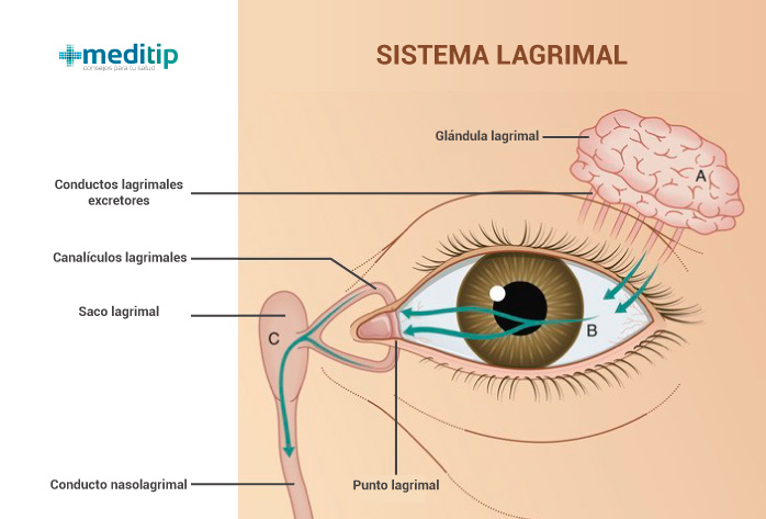 Partes del sistema lagrimal o aparato lagrimal: causas de los ojos llorosos