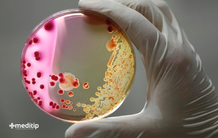 El biofilm está en constante cambio: biopelícula en placa de Petri