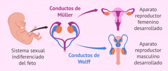 Cómo hace la hormona antimulleriana que se desarrollen los órganos genitales del feto