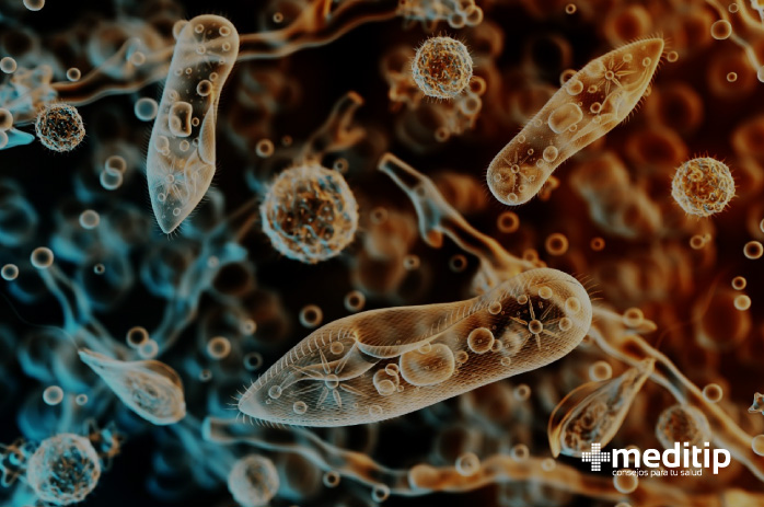 Parásitos protozoo en el intestino humano visto con microscopio: infección gastrointestinal